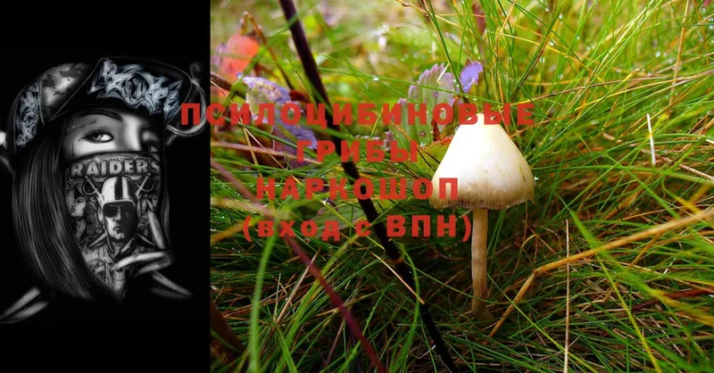 Галлюциногенные грибы Cubensis  Горнозаводск 